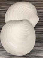 Schelp bord Sand 23 cm Raw by RBC