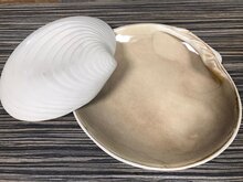 Schelp bord Sand 23 cm Raw by RBC