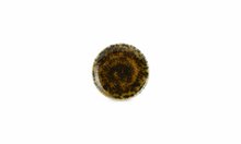 Dessertbord 20,5 cm Groen/Bruin Resto