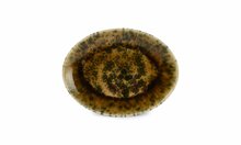 Serveerschaal 36 x 26 cm Groen/Bruin Resto