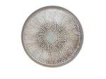 Bord Misa 17 cm Bord Misa 17 cm